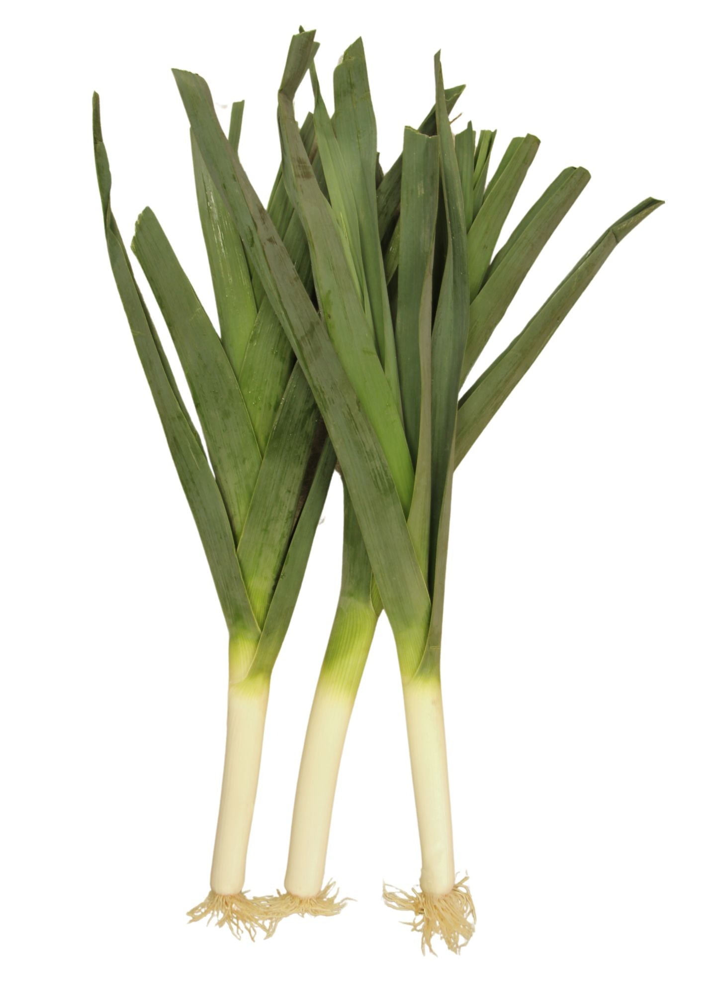 Leeks (packet)