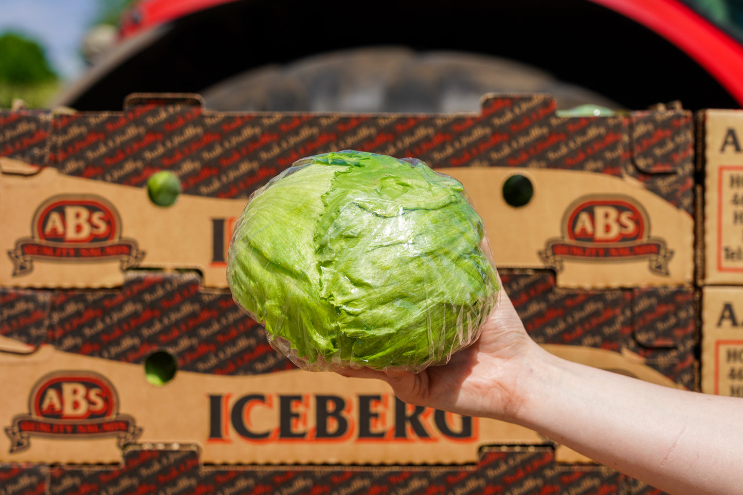 Iceberg Lettuce