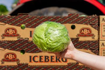 Iceberg Lettuce