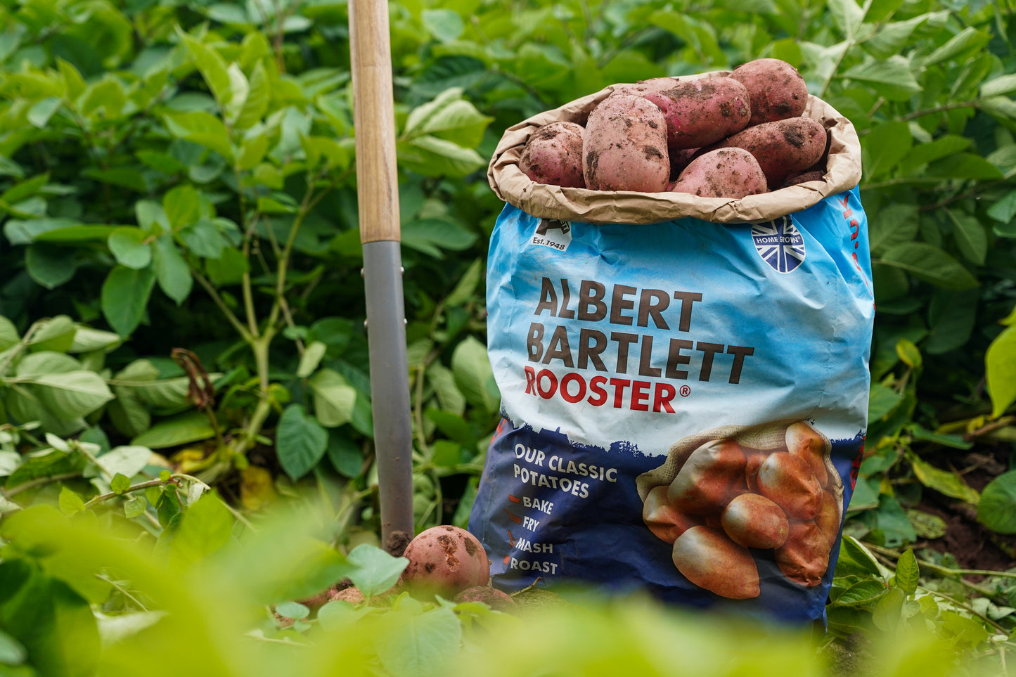 Red Rooster Potatoes (sack)