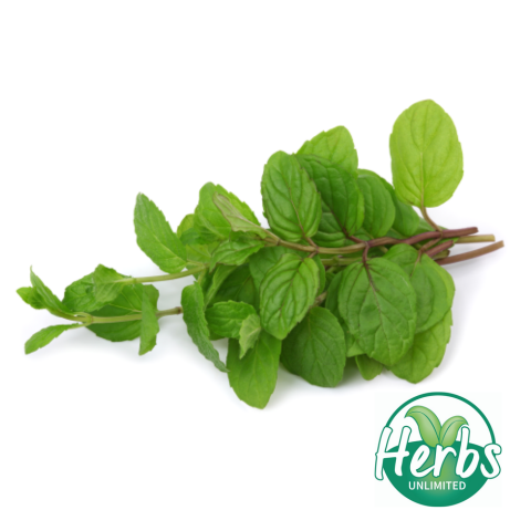 FRESH MINT 100GM BAG