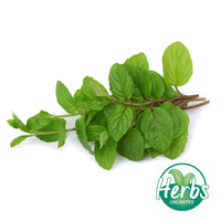 FRESH MINT 100GM BAG