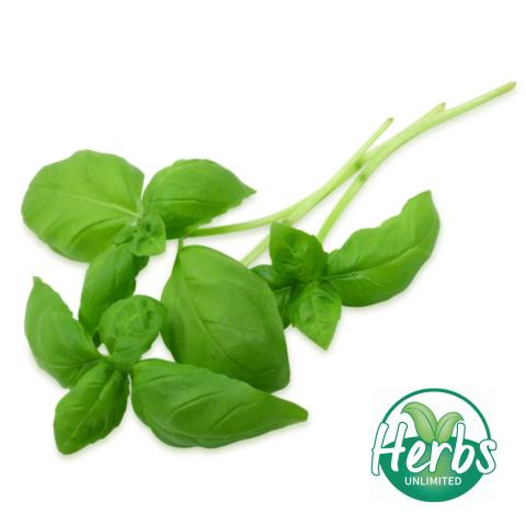 Fresh Basil (packet)