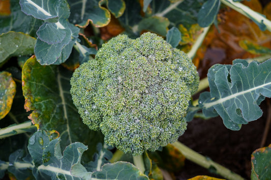Brocolli