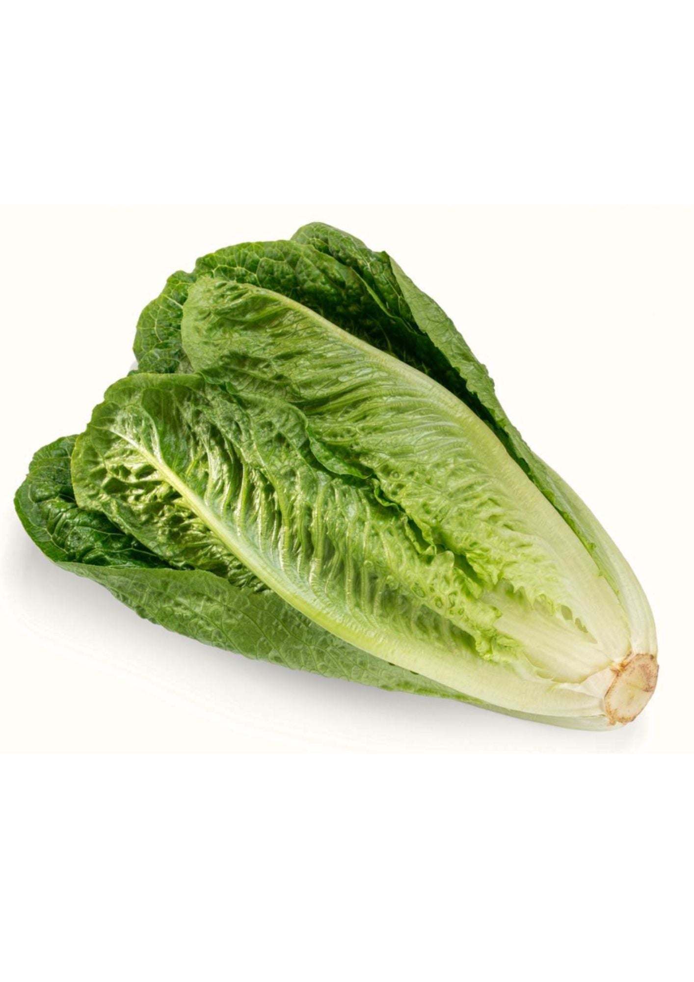 Cos Lettuce