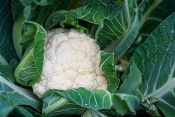 Cauliflower