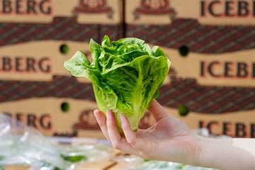 Little Gem Lettuce