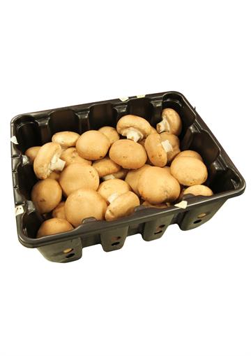 Fresh Button Mushroom