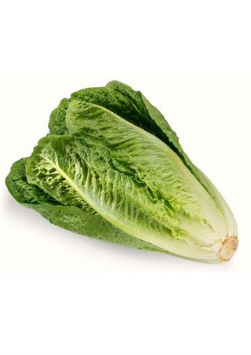 Cos Lettuce