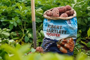Red Rooster Potatoes (sack)