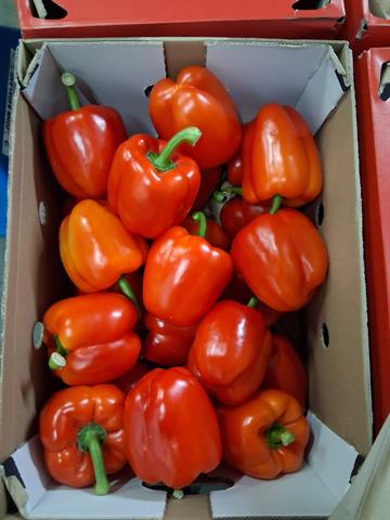 Red Peppers 70/90 (case)