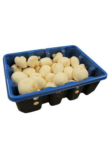 Cup Mushroom Tray