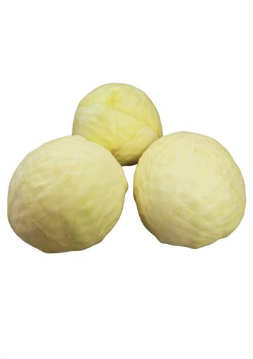 White Cabbage