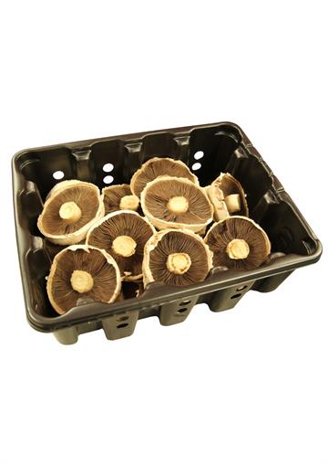 Flat Cap Mushroom Tray